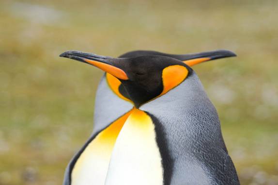 Os belíssimos pinguins rei, em Salisbury Plain, na Geórgia do Sul (foto de JPSalakari)